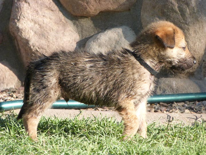 chinook dog